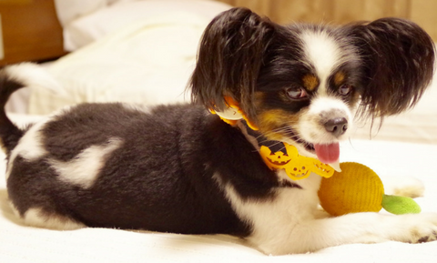 image for Halloween Safety for Pets