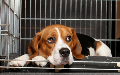 image for Canine Influenza Confirmed in Canada